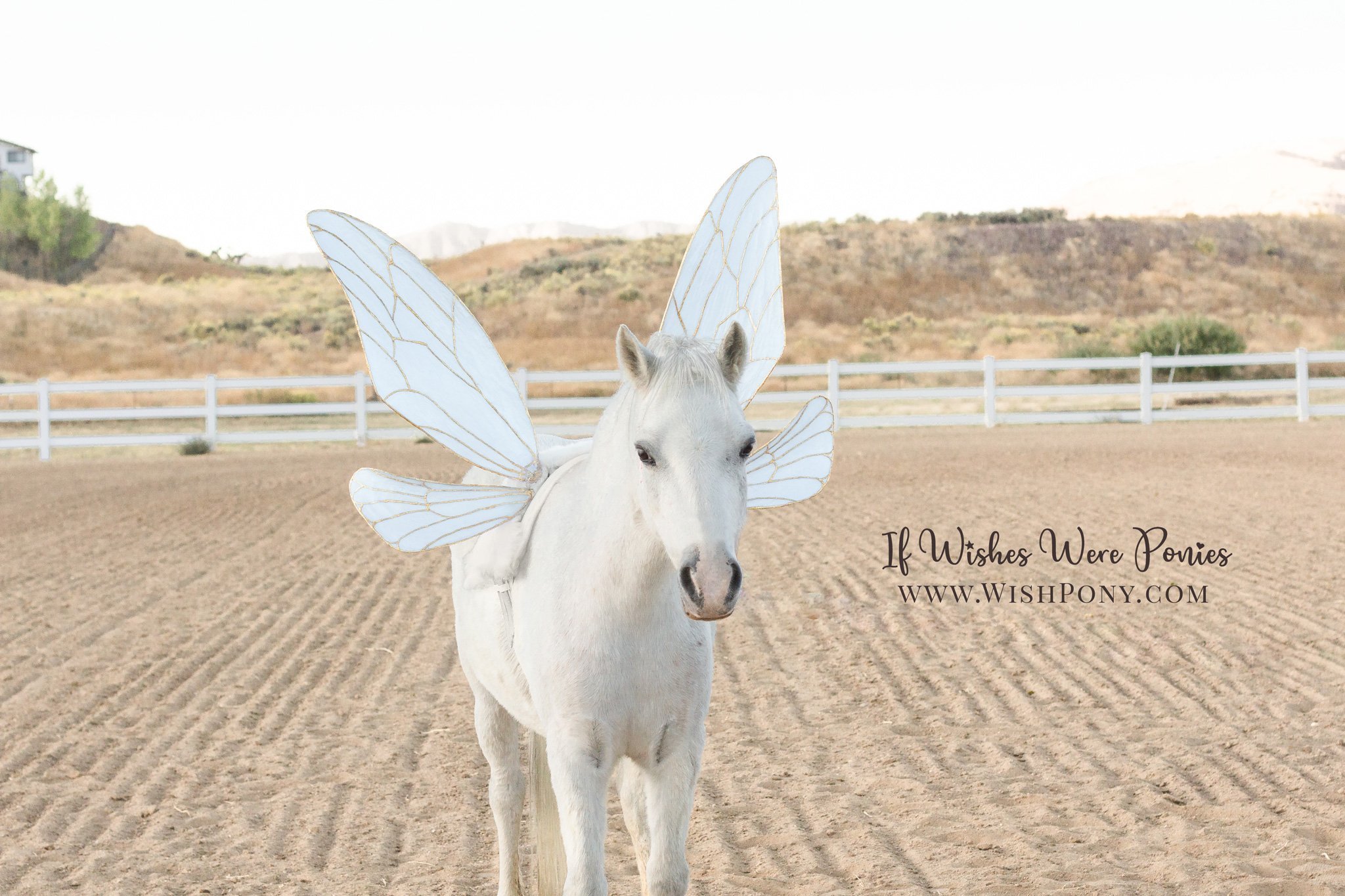 Pale Blue Fairy Wings for Pony or Small Horse approx. 26" long Ready